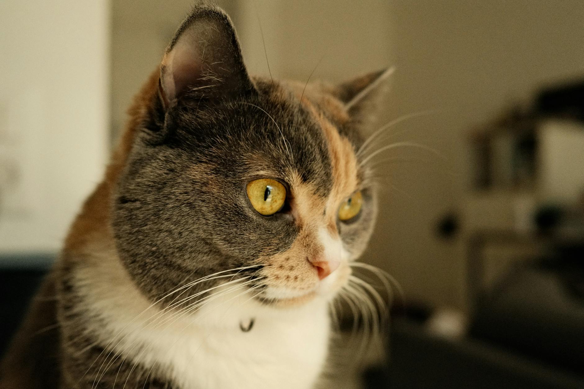 Why Some Cats Develop Unusual Cravings for Pasta and Bread