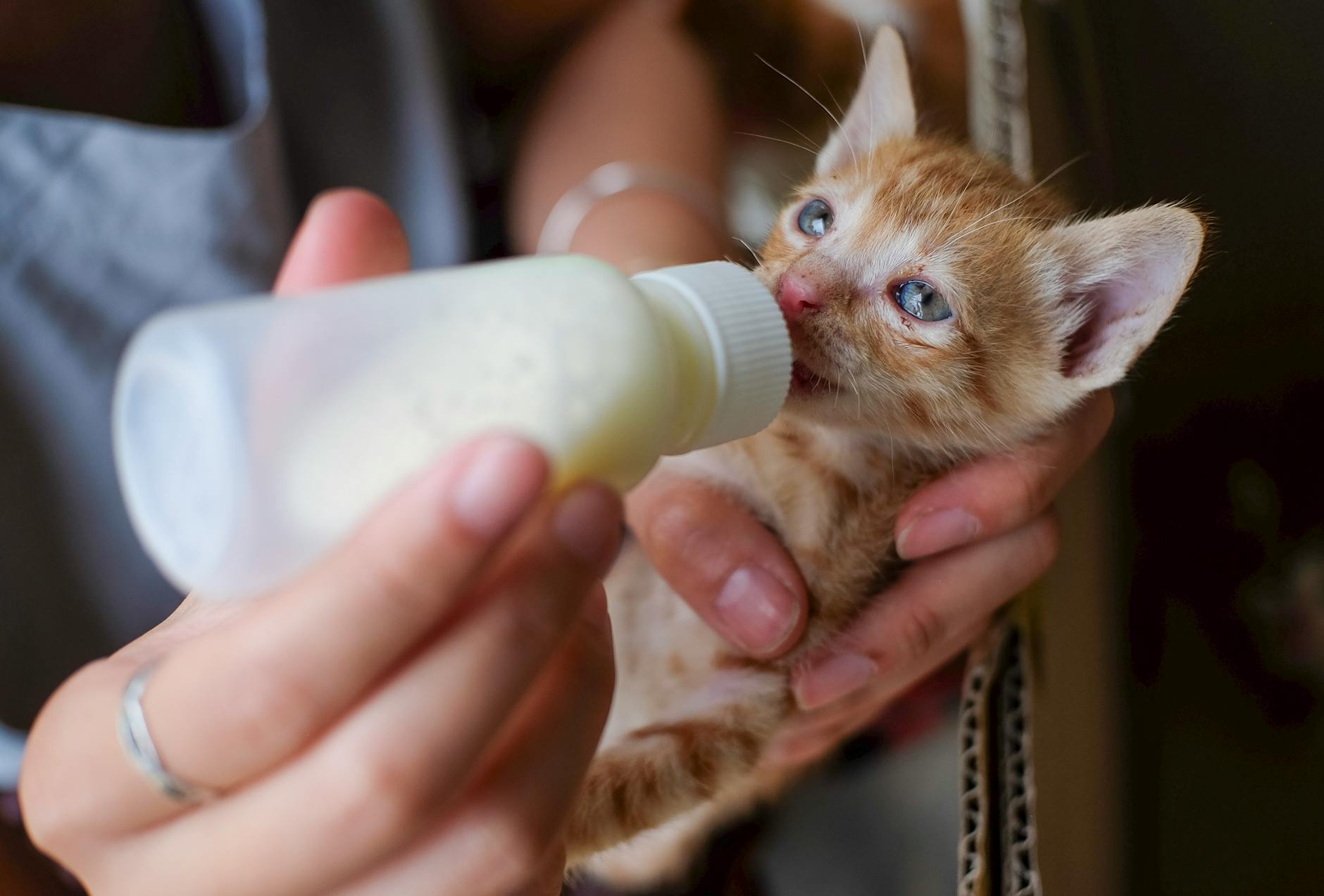 Why the Milk Myth Persists and Why It Matters