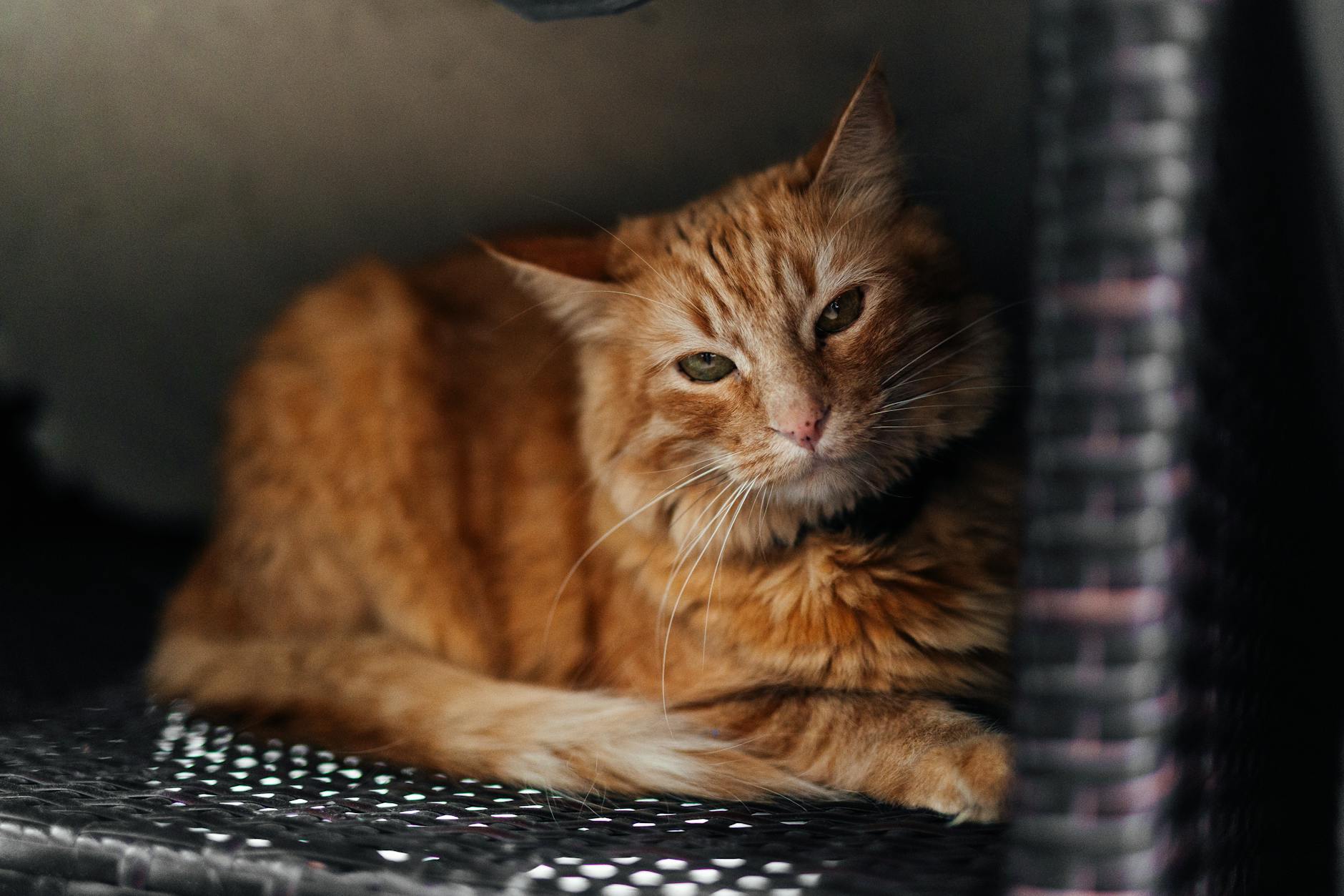 Allergic Reactions and Peanut Sensitivity in Cats