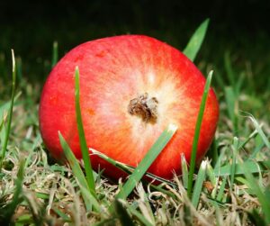 Are Apple Seeds Dangerous for Cats - Featured image