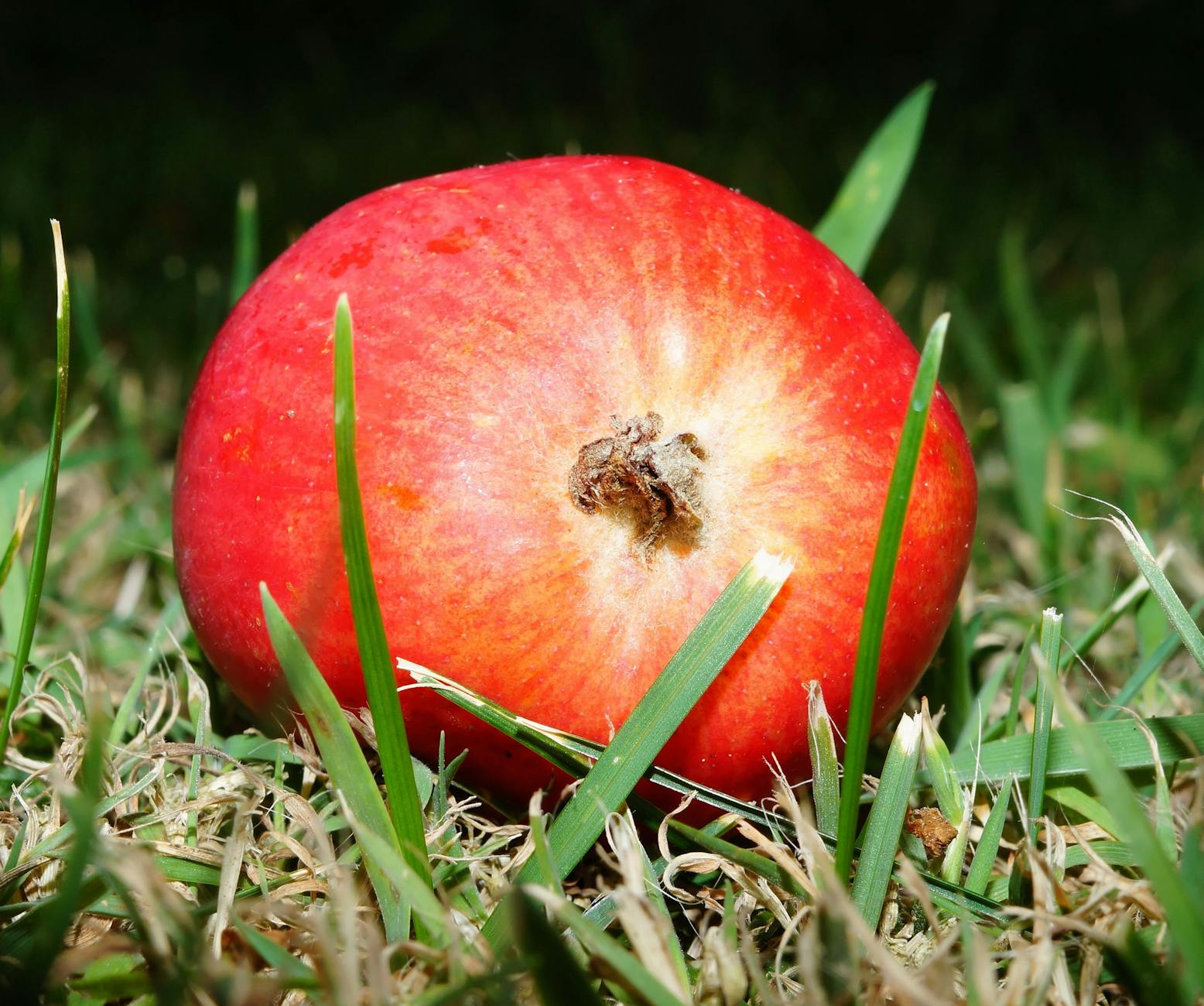 Are Apple Seeds Dangerous for Cats - Featured image