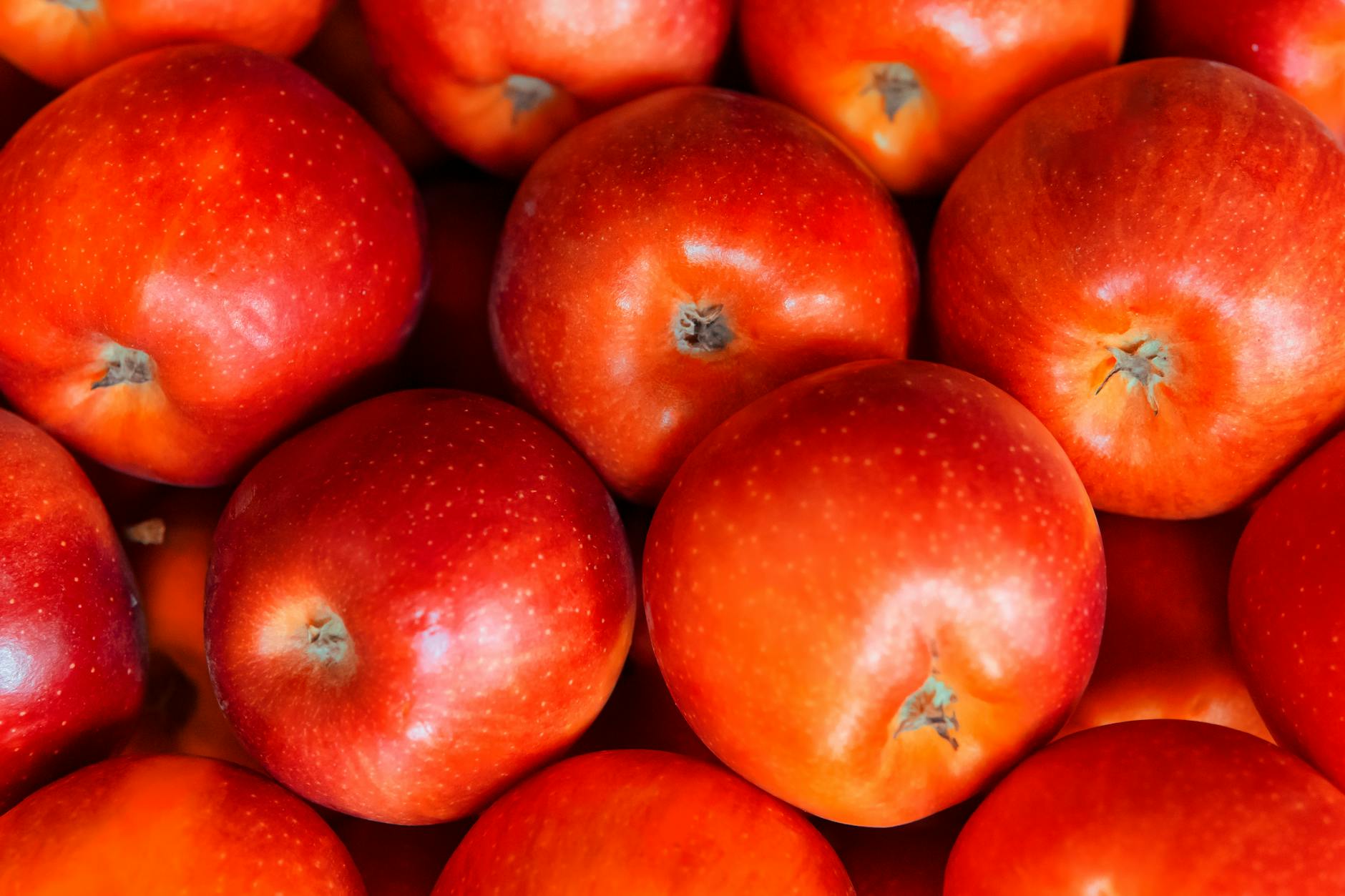 Are Apples Toxic to Cats — What Does 