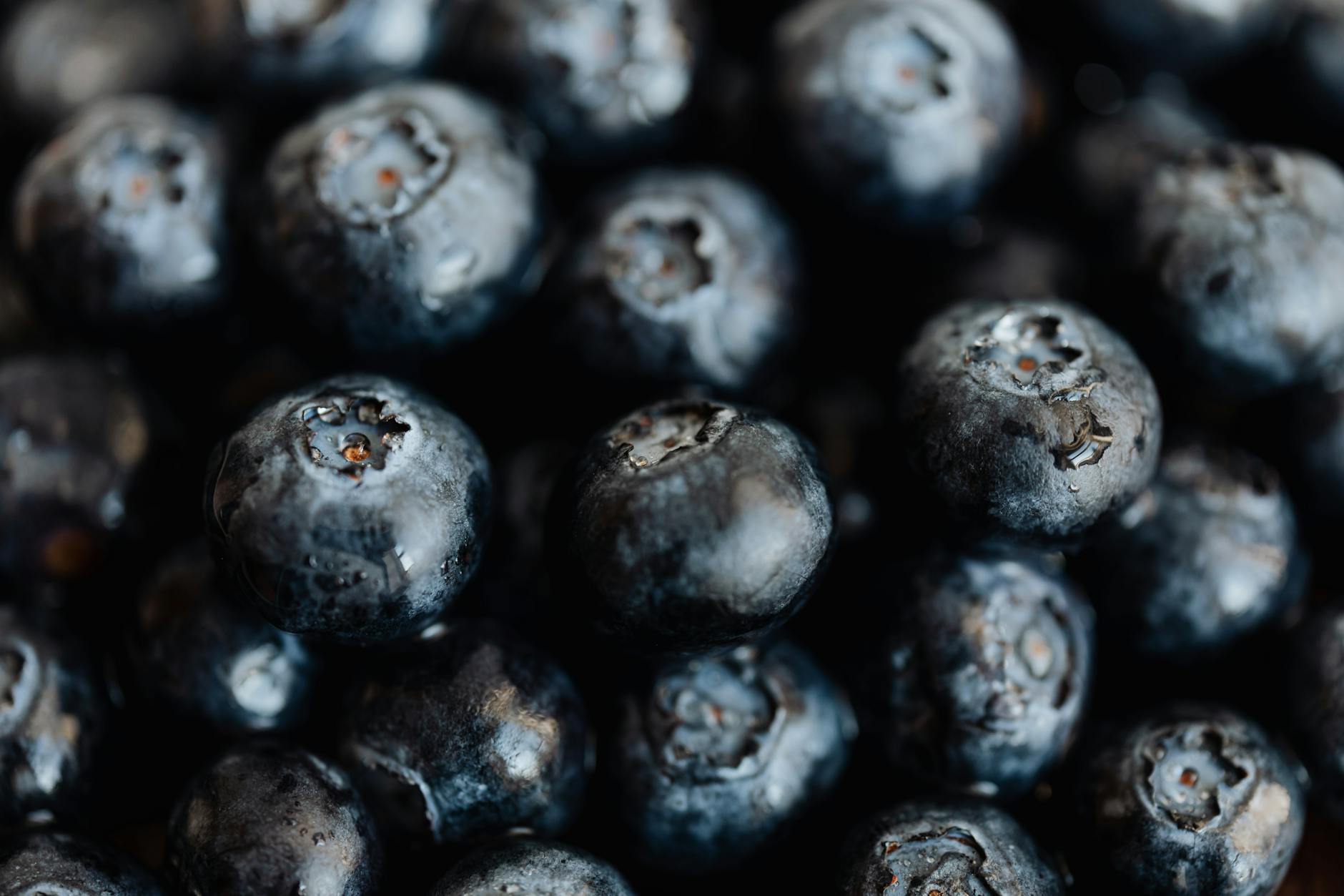 Are Blueberries Nutritionally Useful for Cats?