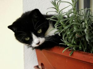 Are Chives Toxic to Cats - Featured image