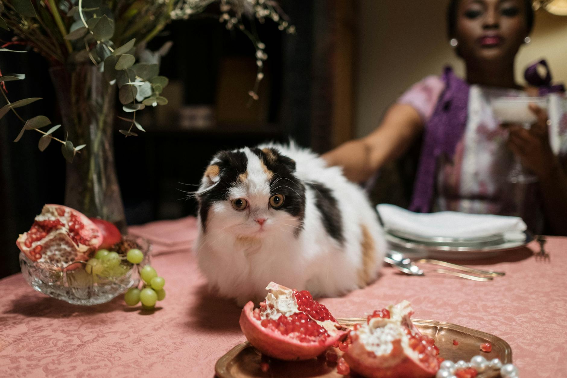 Are Grapes Toxic to Cats - Featured image