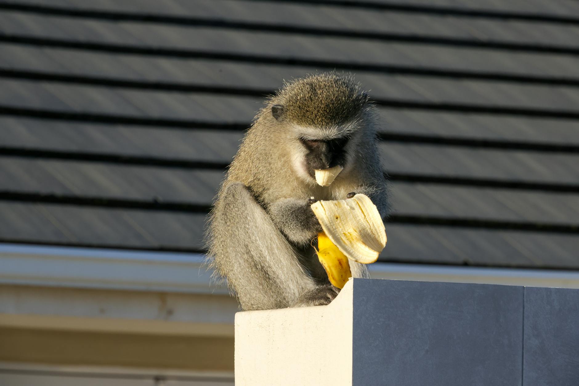 Can Cats Eat Bananas Safely - Featured image