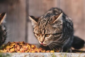Can Cats Eat Cat Food Only - Featured image