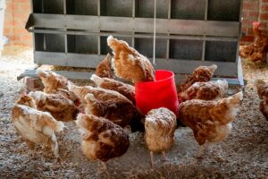 Can Cats Eat Chicken Safely - Featured image