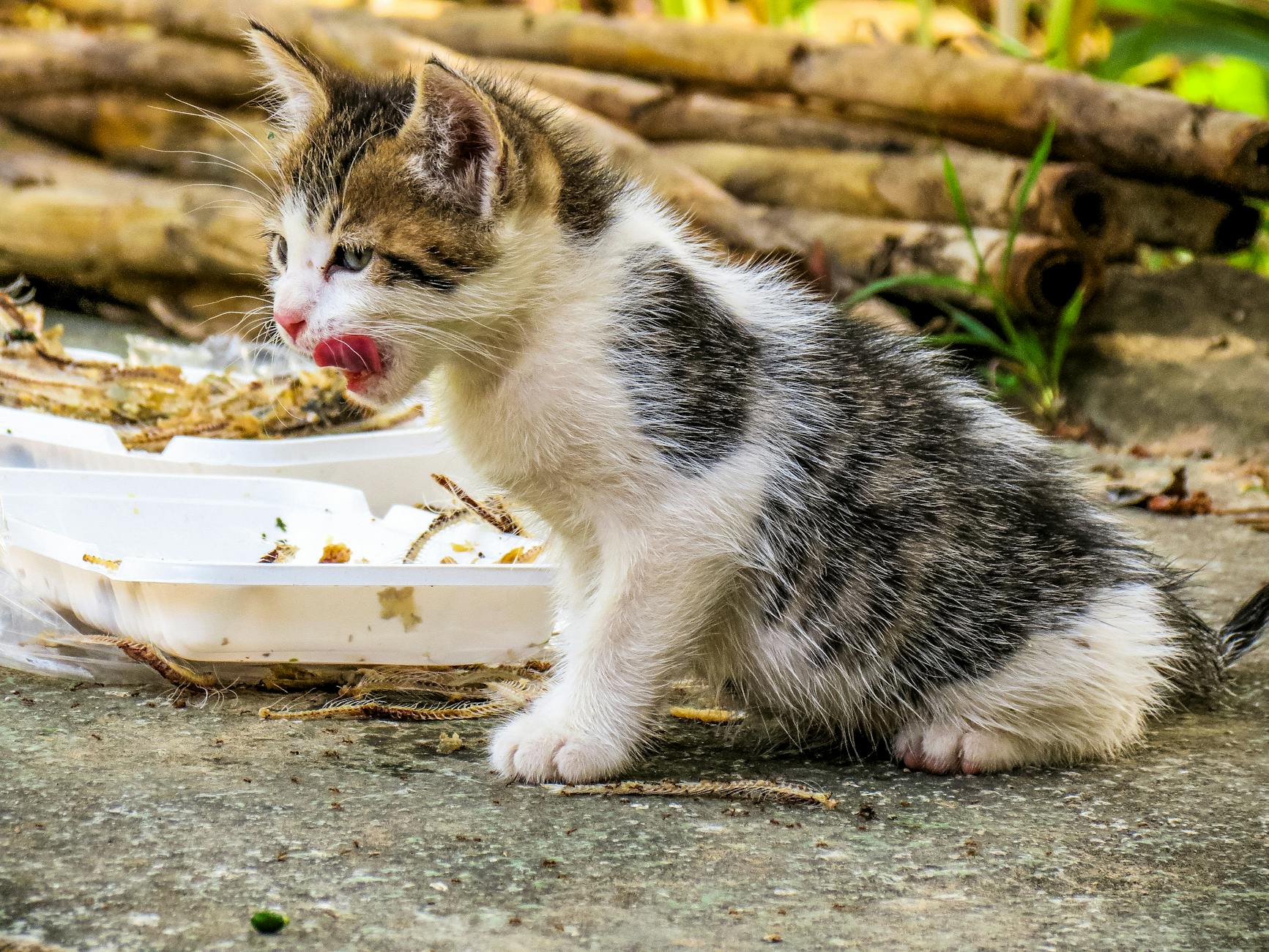 Can Cats Eat Dog Food Safely - Featured image