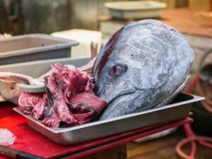 Can Cats Eat Tuna Every Day - Featured image