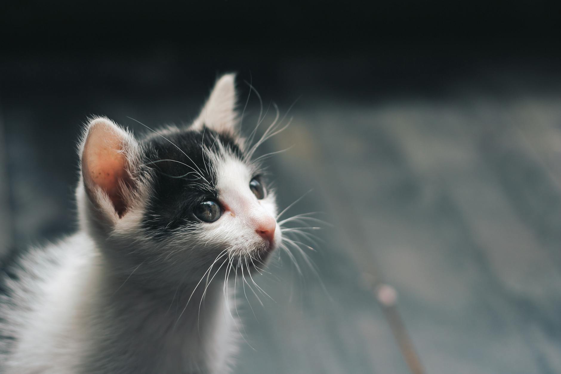 Can Kittens and Senior Cats Eat Salmon Safely?