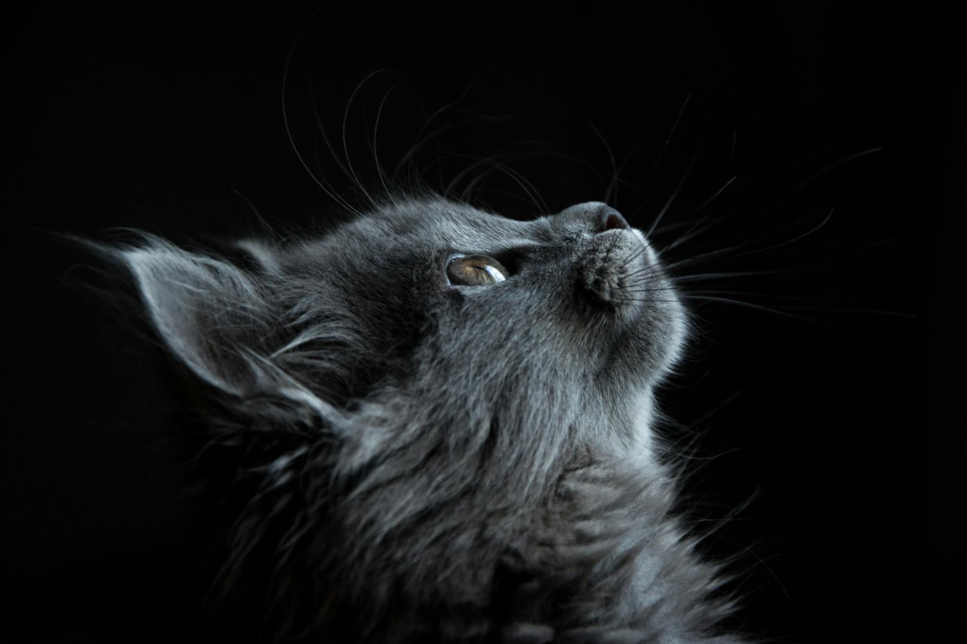 Can Sugar Contribute to Feline Diabetes?