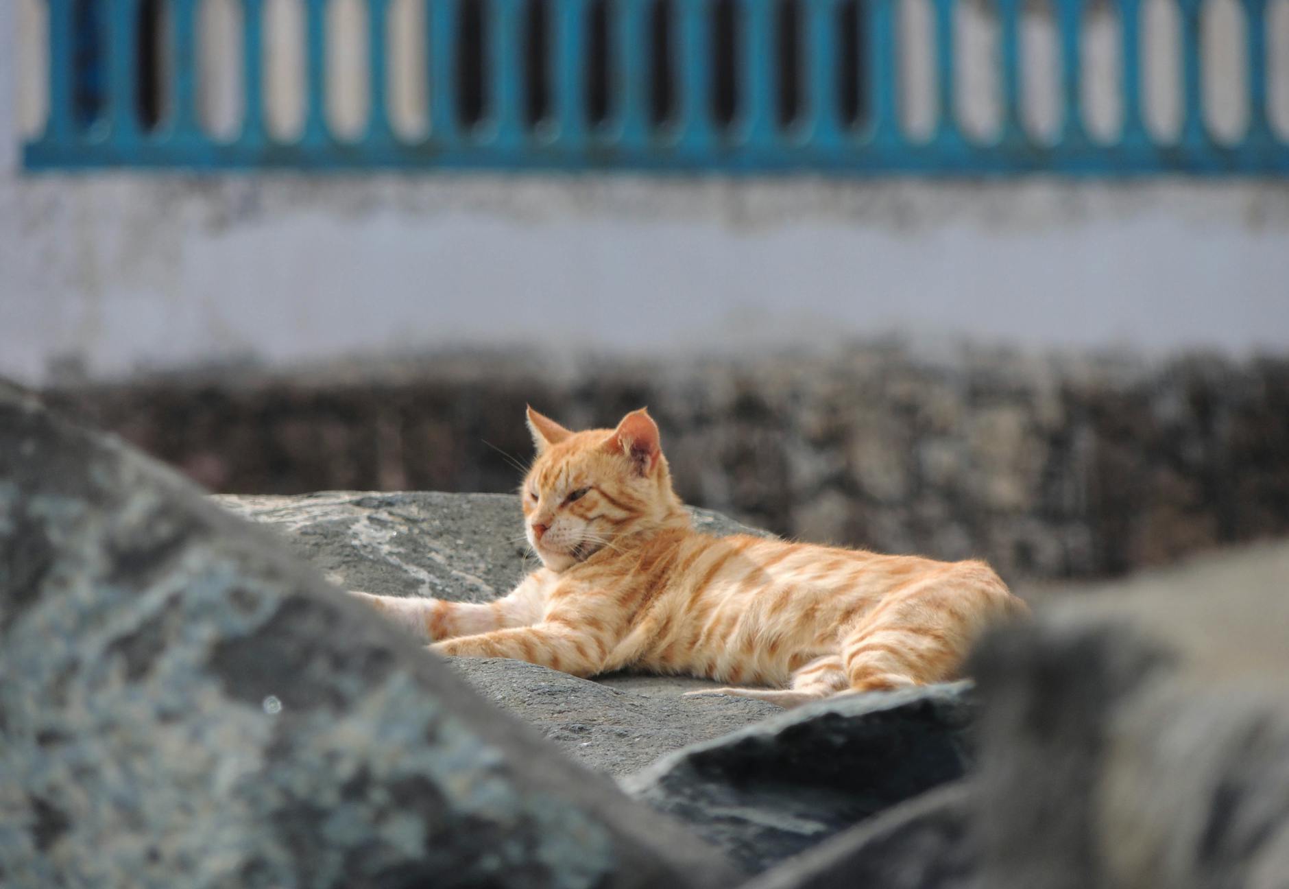Cats with Health Conditions: When Potatoes Are Off Limits