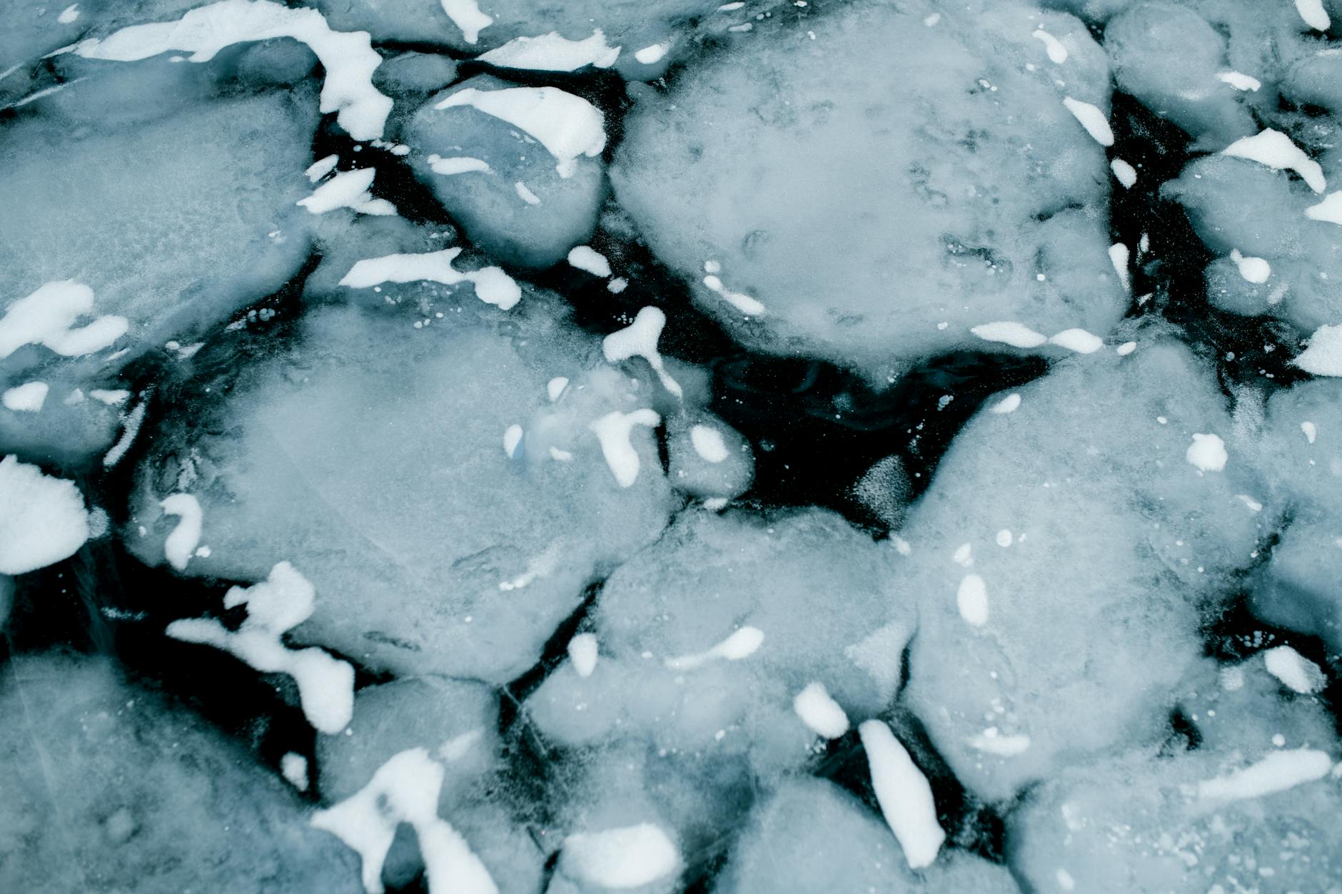 Fresh, Frozen, or Cooked — Which Form Is Best for Cats?
