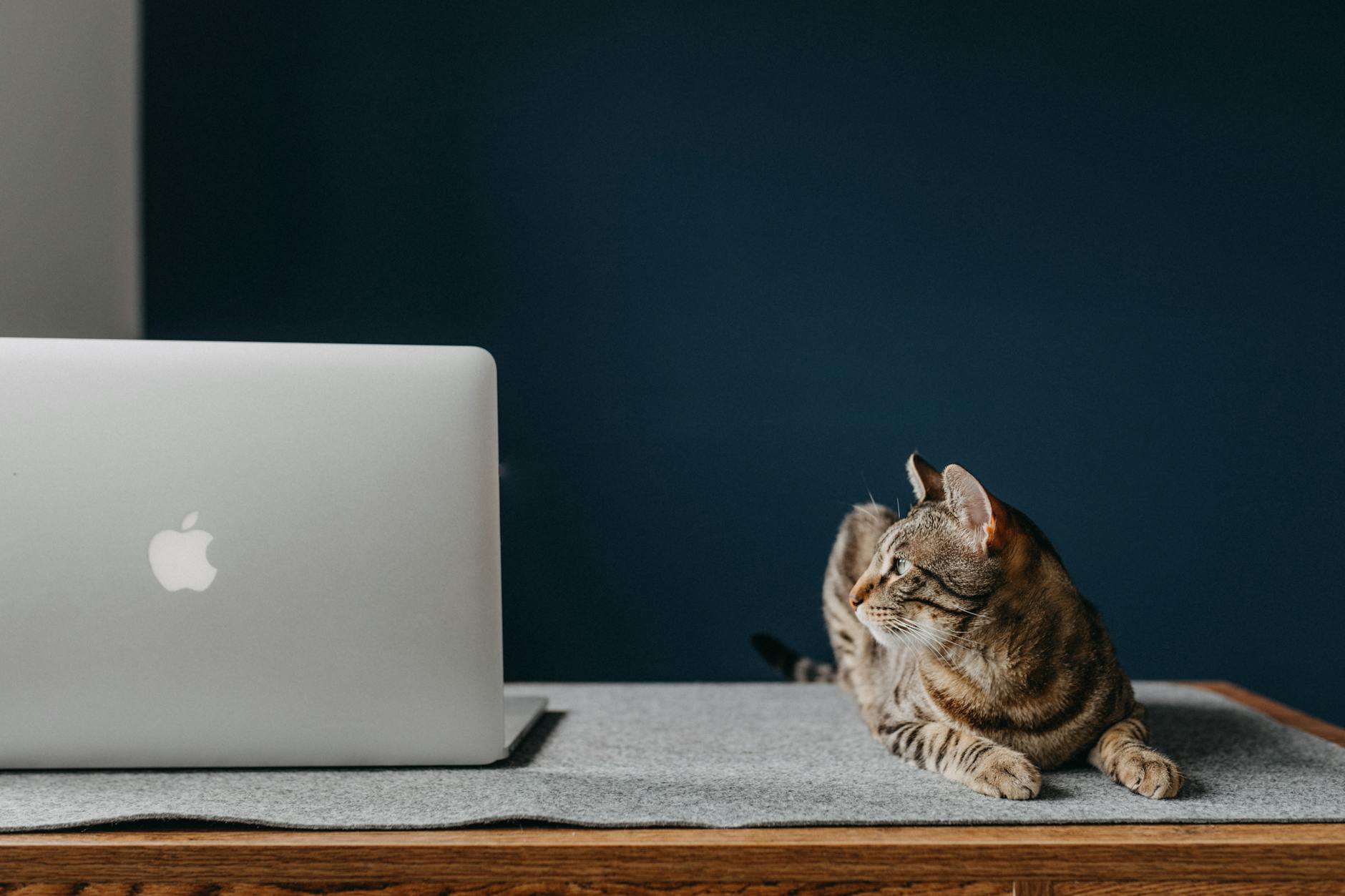 How Much Apple Is Appropriate for a Cat?