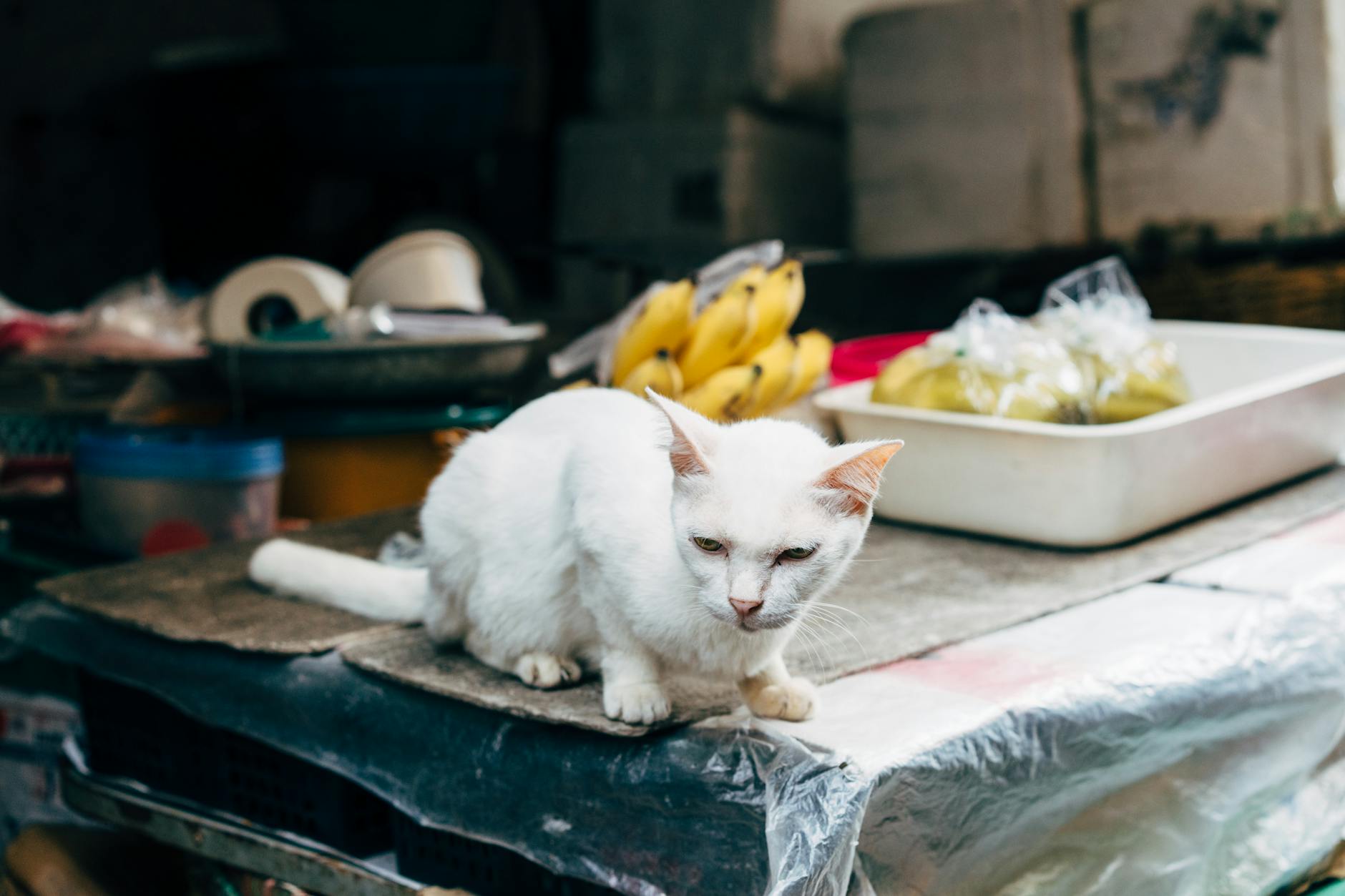 How Much Banana Can a Cat Safely Eat?