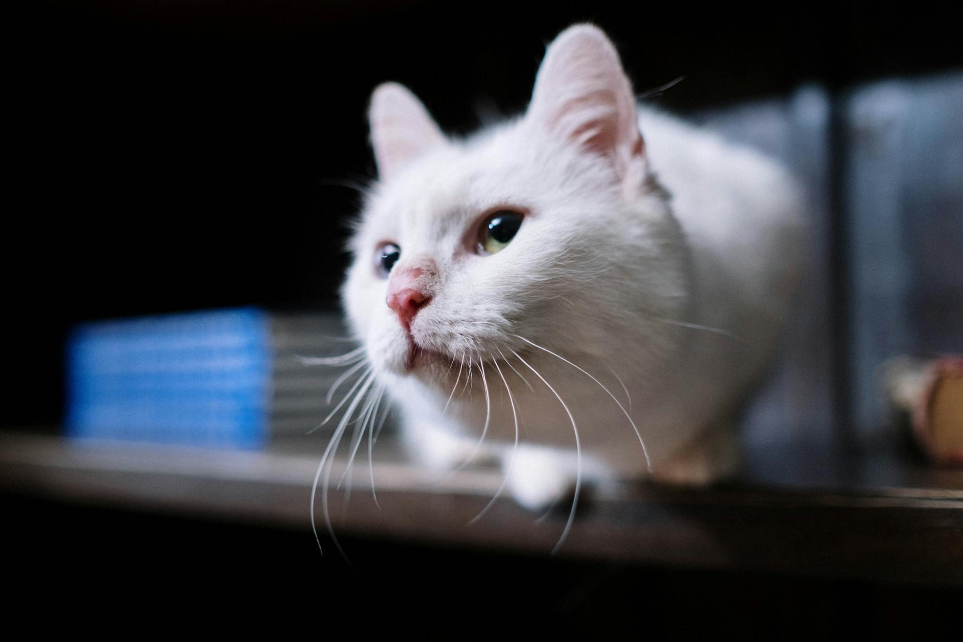 How Raisin Toxicity Differs Between Cats and Dogs