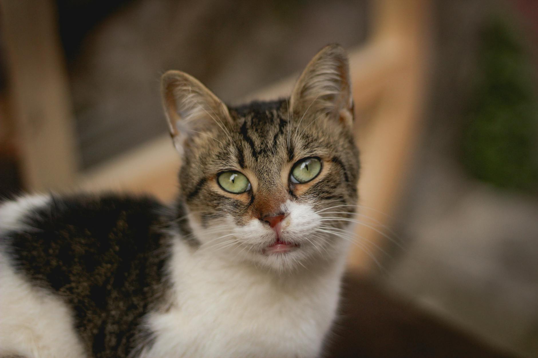 How Should You Prepare Turkey for Your Cat?