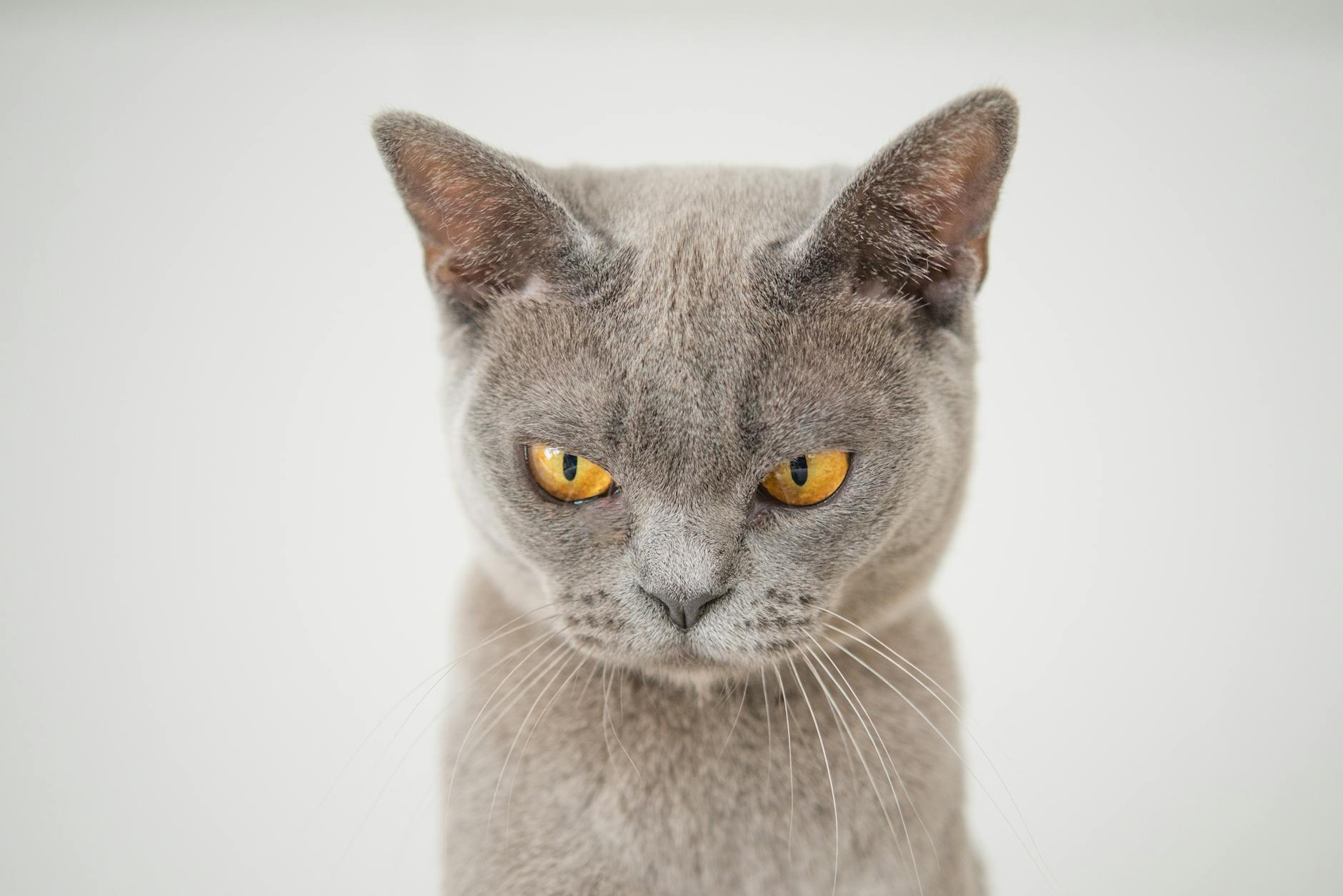 How Sugar and Carbohydrates Affect Feline Health Over Time