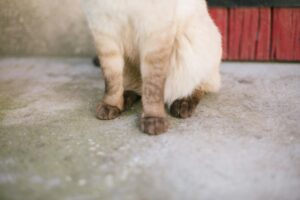 Is Chocolate Toxic to Cats - Featured image