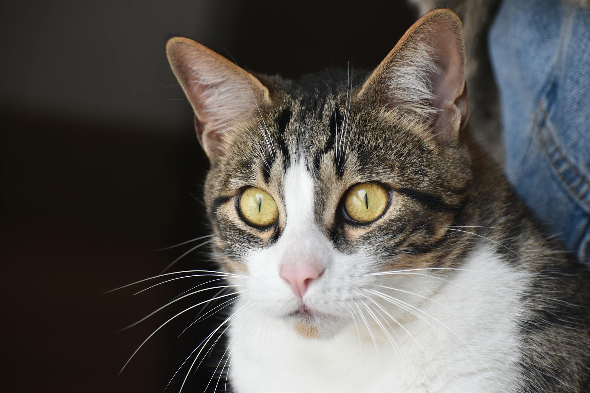 Is Commercial Cat Food Nutritionally Complete for Cats?