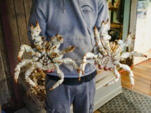 Is Crab Safe for Cats to Eat - Featured image