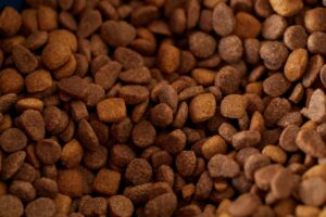 Is Dry Dog Food Safe for Cats - Featured image