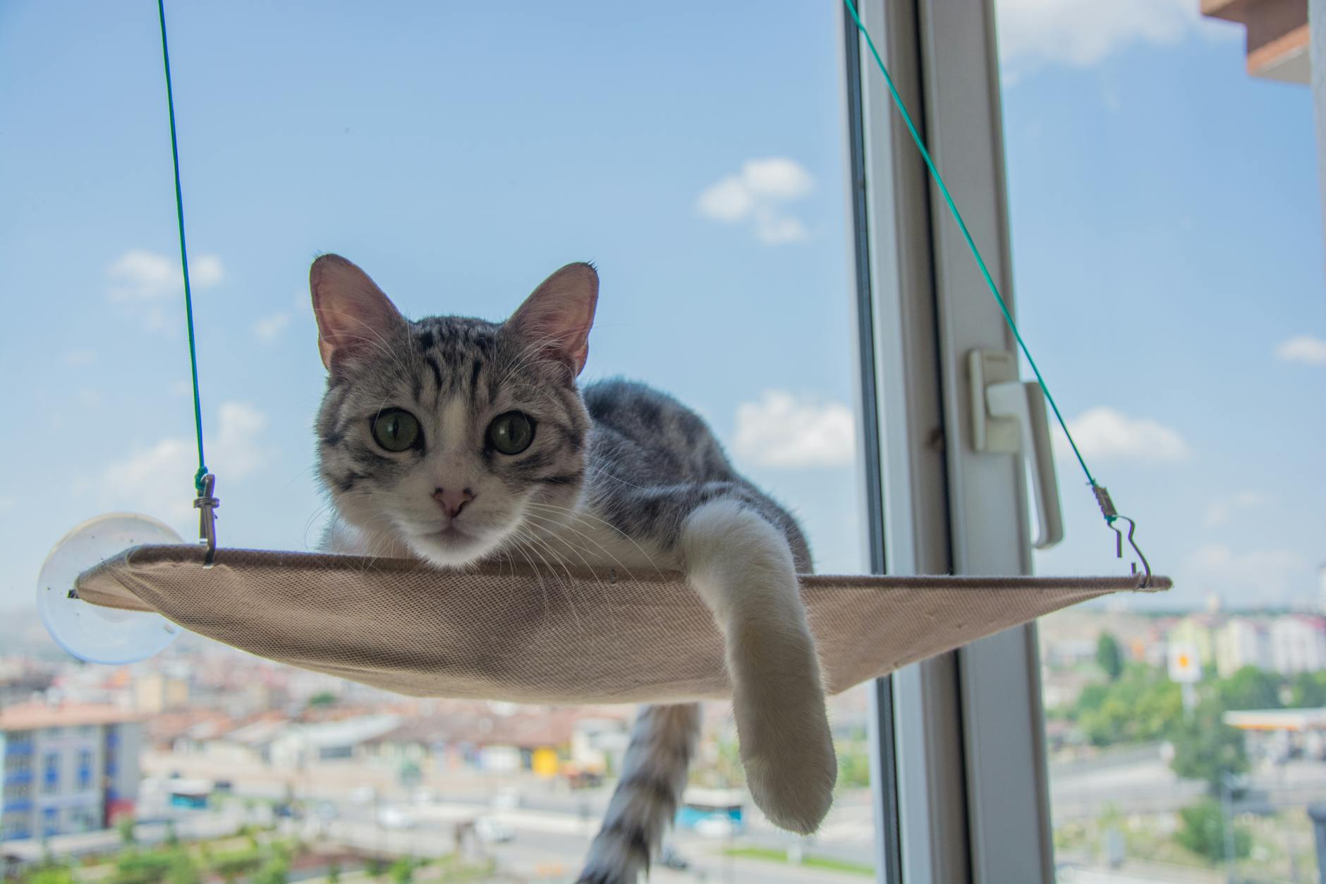 Is Honey Safe for Cats - Featured image