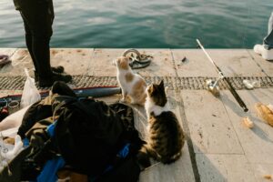 Is It Safe for Cats to Eat Fish - Featured image