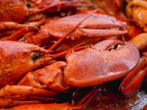 Is Lobster Safe for Cats - Featured image