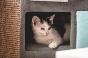 Is Sausage Safe for Cats - Featured image