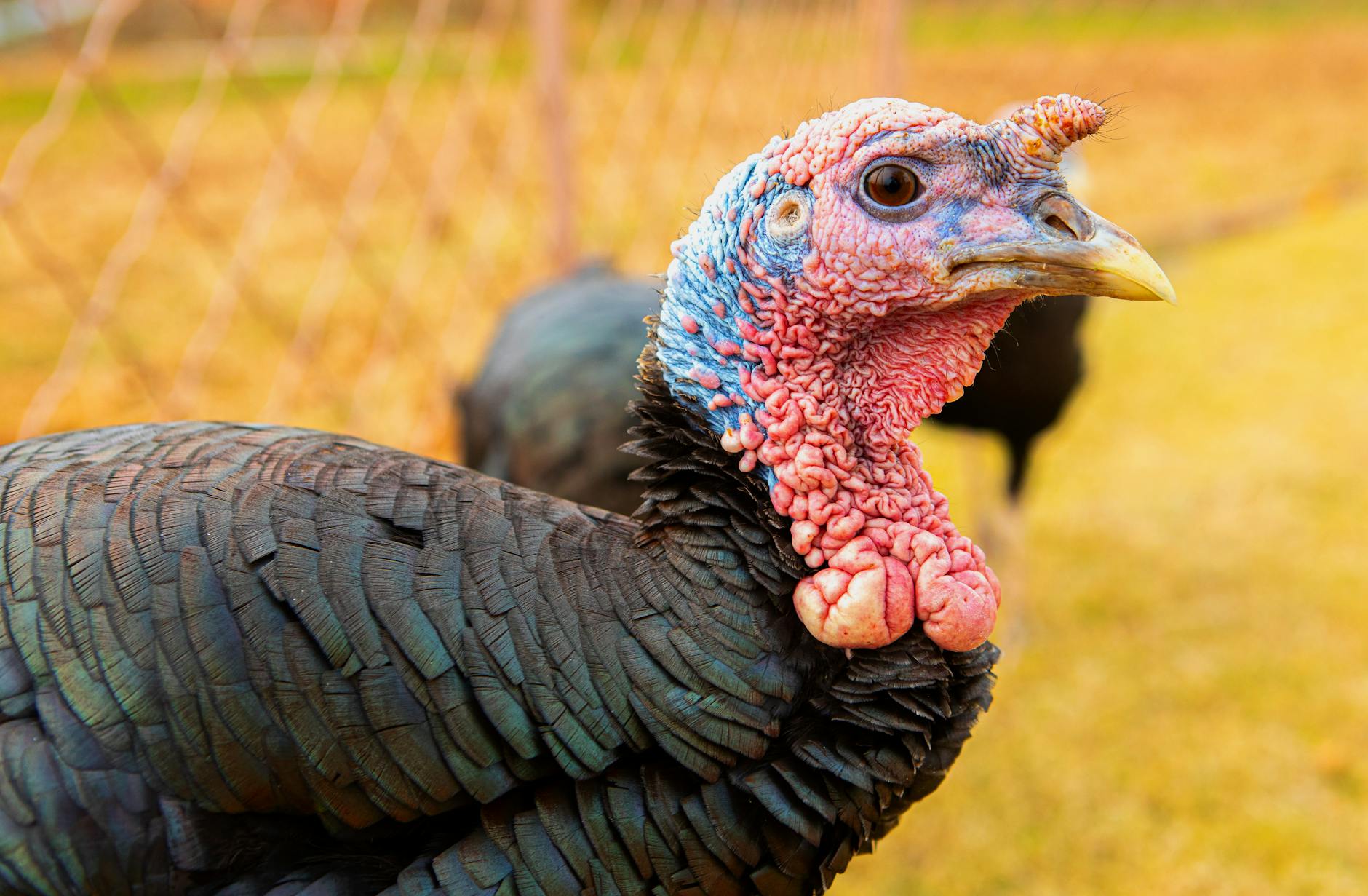Is Turkey a Healthy Protein Source for Cats?