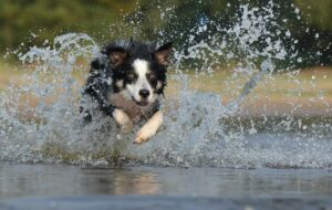 Is Wet Dog Food Safe for Cats - Featured image