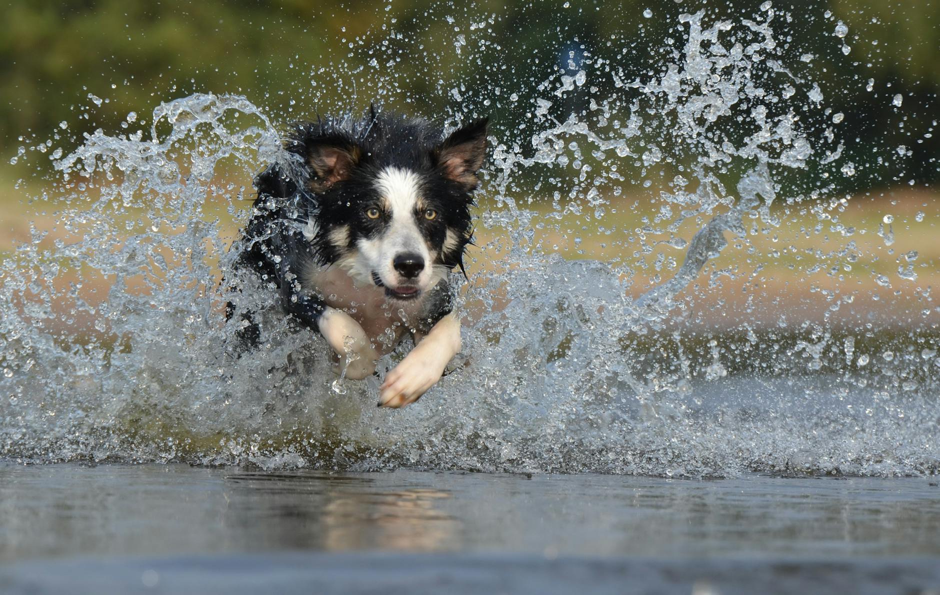 Is Wet Dog Food Safe for Cats - Featured image
