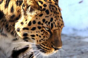 Is White Chocolate Dangerous for Cats - Featured image