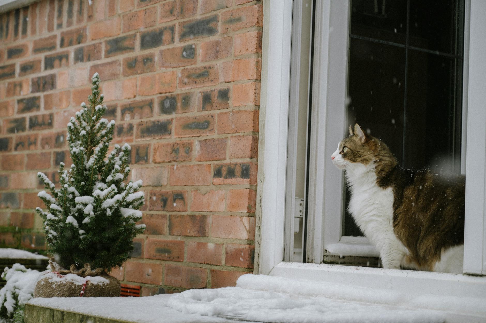 Long-Term Health Effects of Feeding Cats Processed Meats