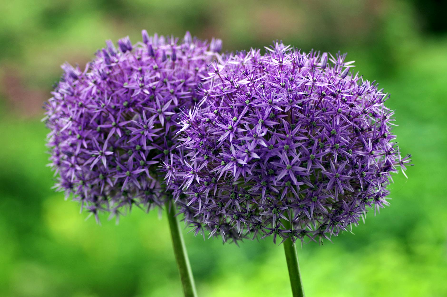 Other Allium Foods That Pose Similar Risks