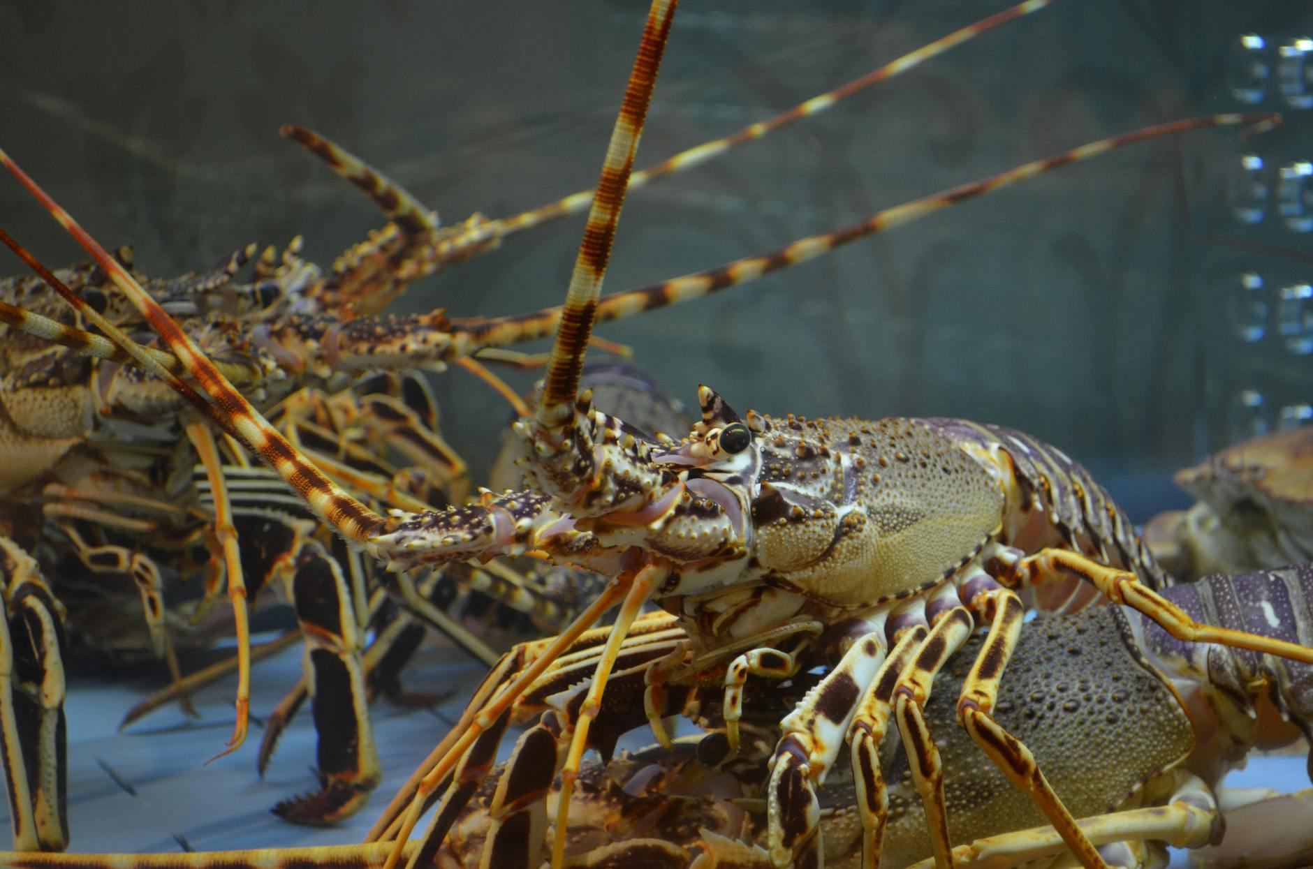 Parts of Lobster Cats Should Never Consume