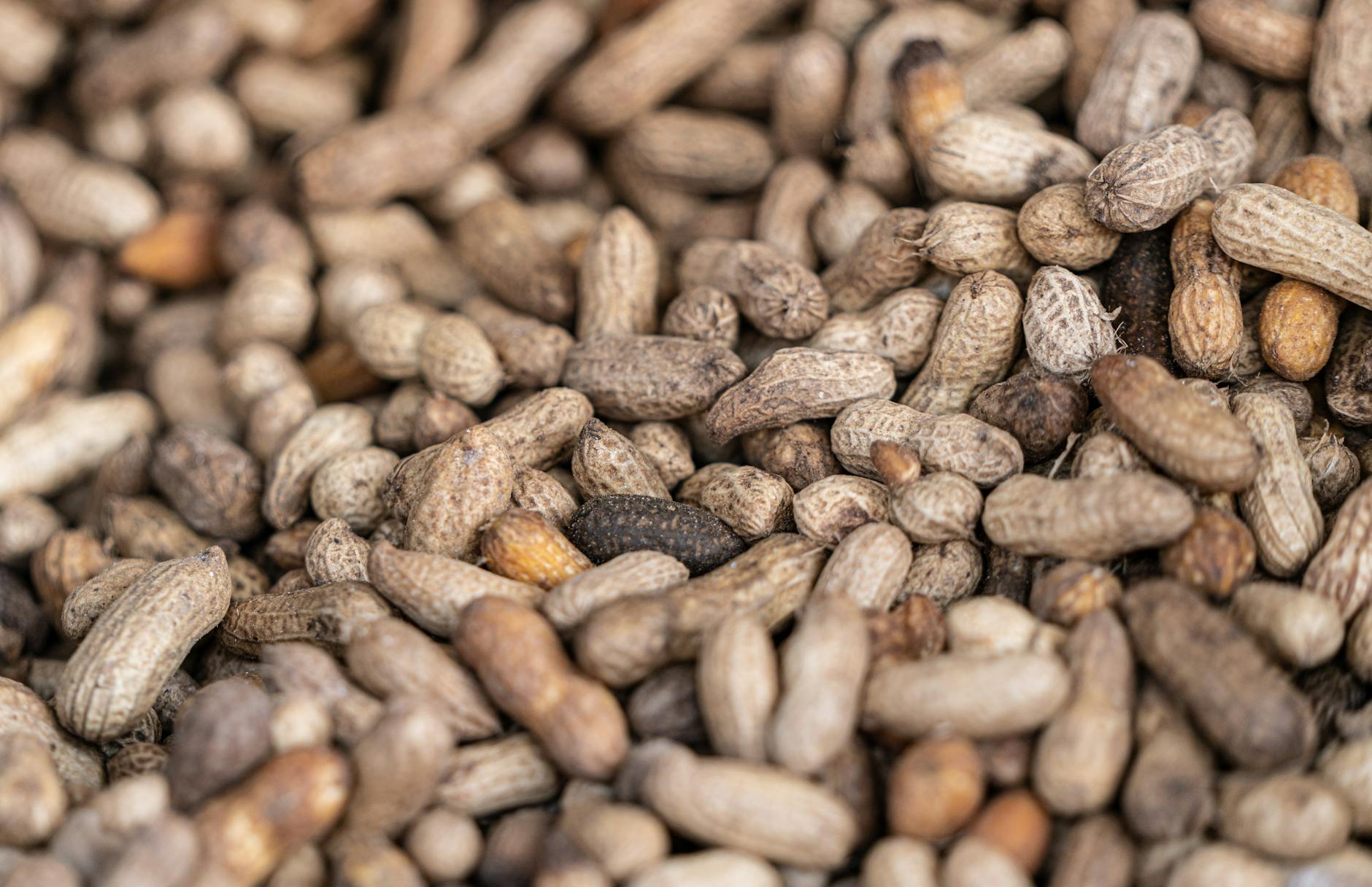 Peanut Allergies and Aflatoxin Concerns in Cats