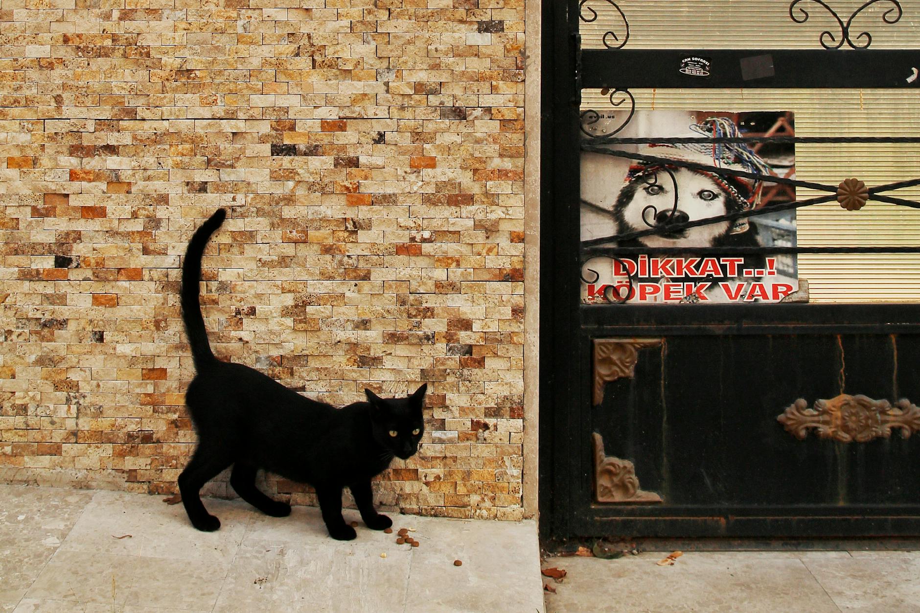 Signs Your Cat Has Eaten Too Much Almond Butter