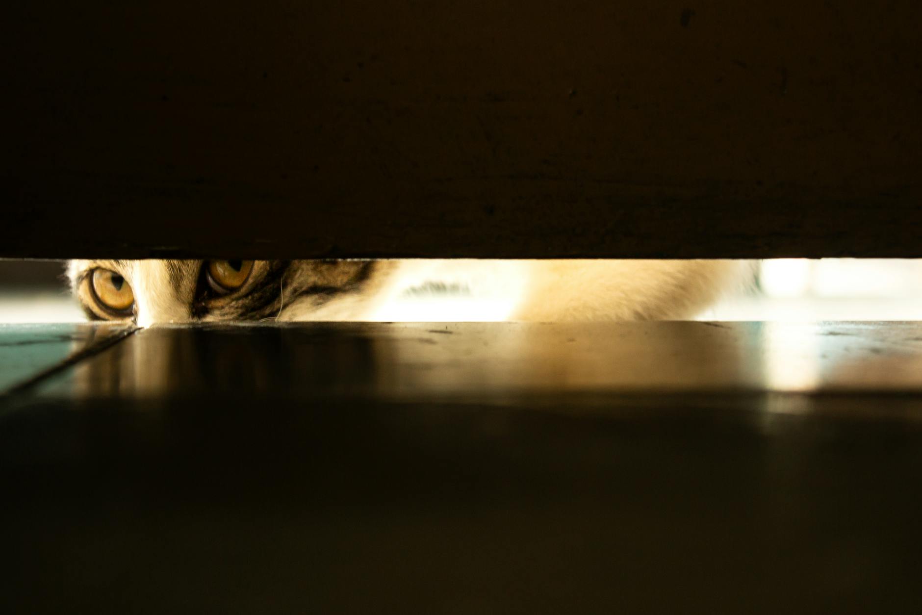 Symptoms to Watch for After Your Cat Eats Chocolate
