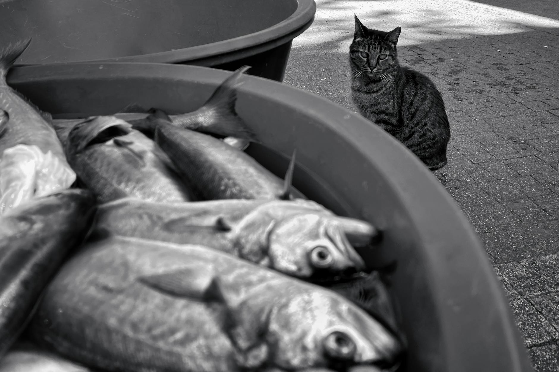 The Truth About Cats and Their Fish Cravings