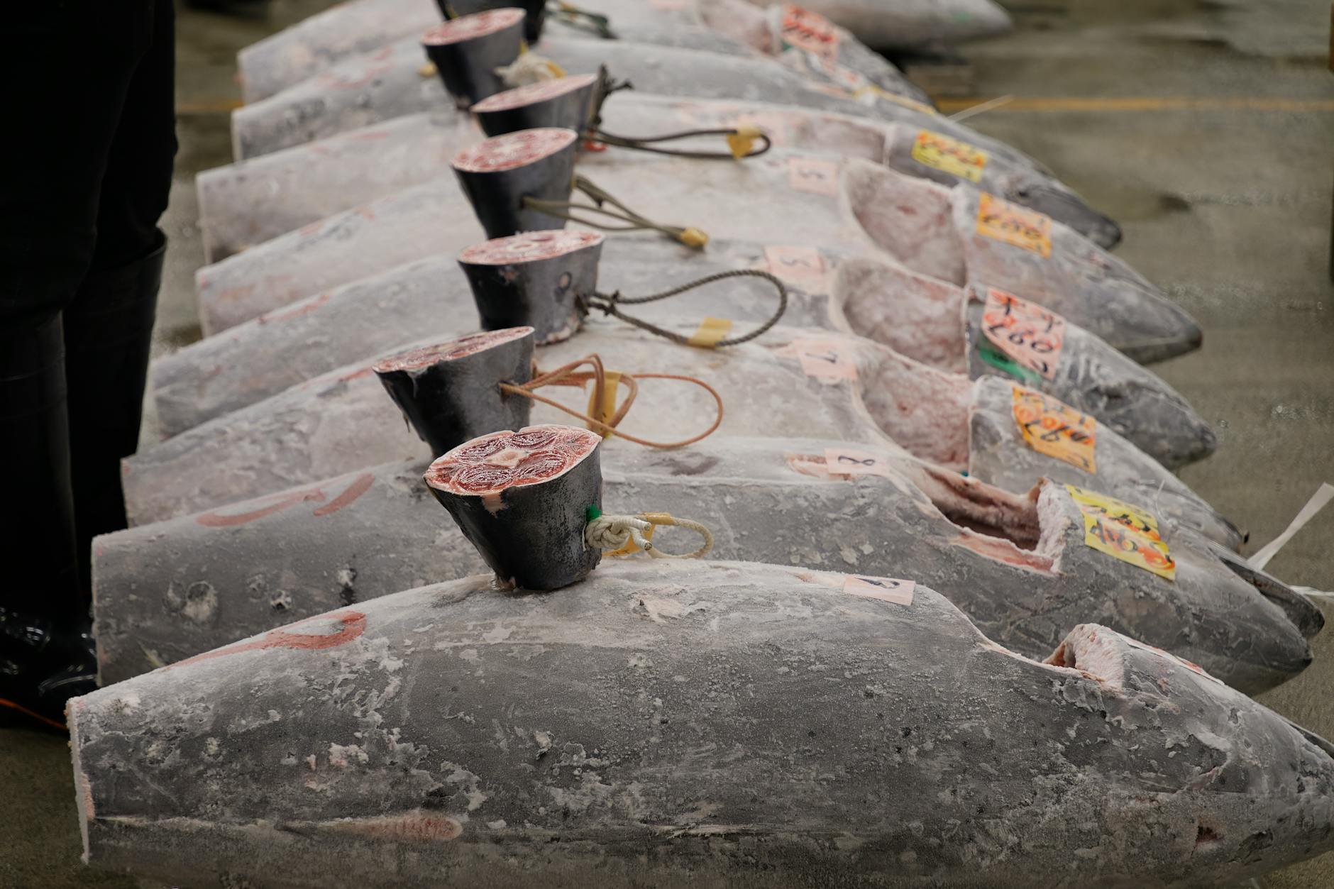 Tuna Addiction in Cats: A Real Behavioral Concern