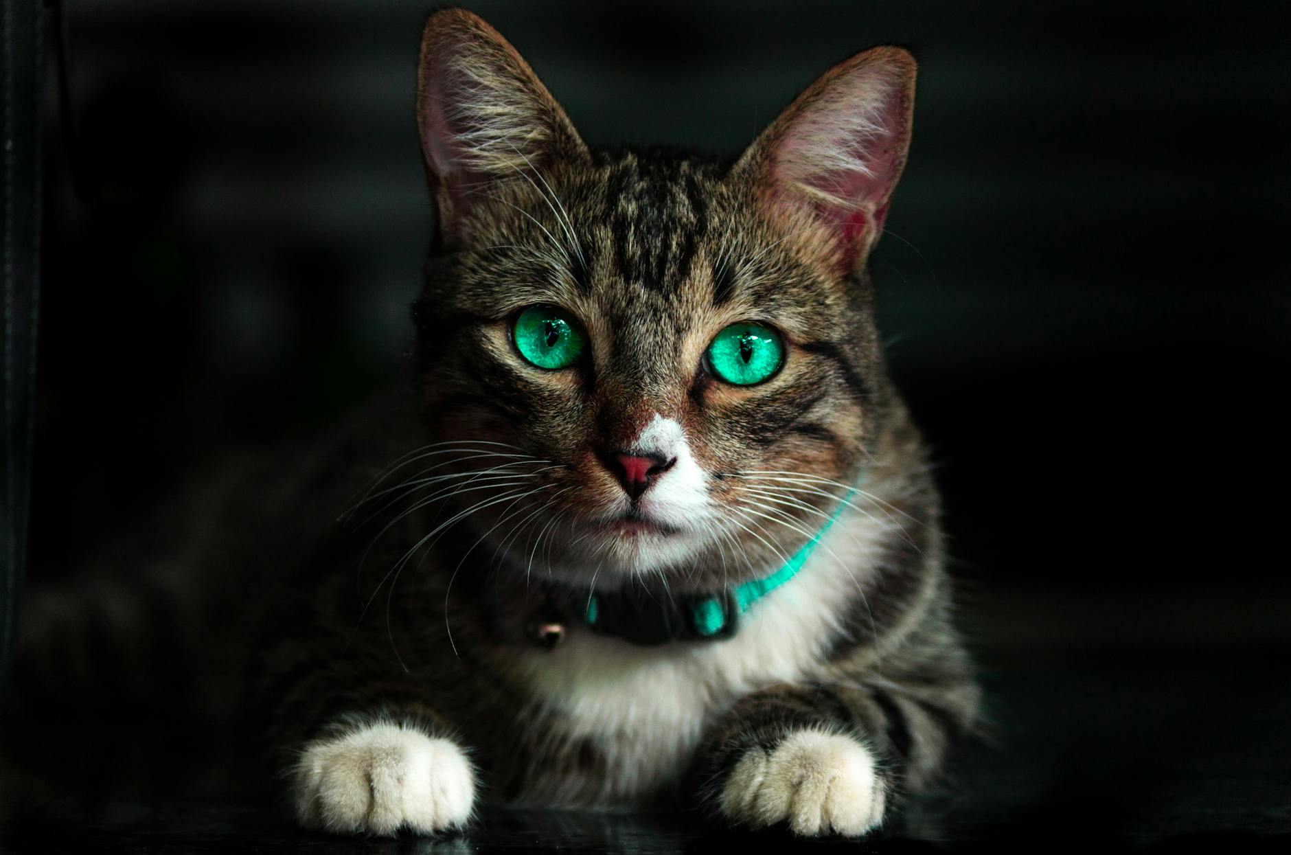 What Are the Risks of Feeding Cats Apples Regularly?