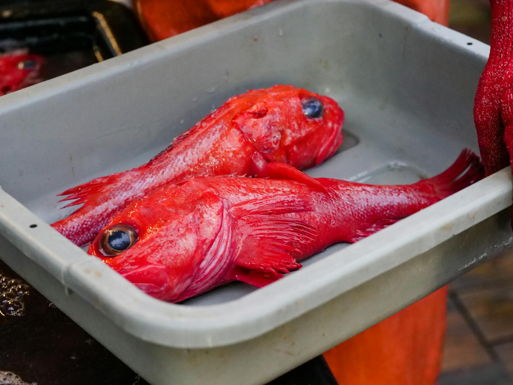 What Are the Signs of Raw Fish Poisoning in Cats?