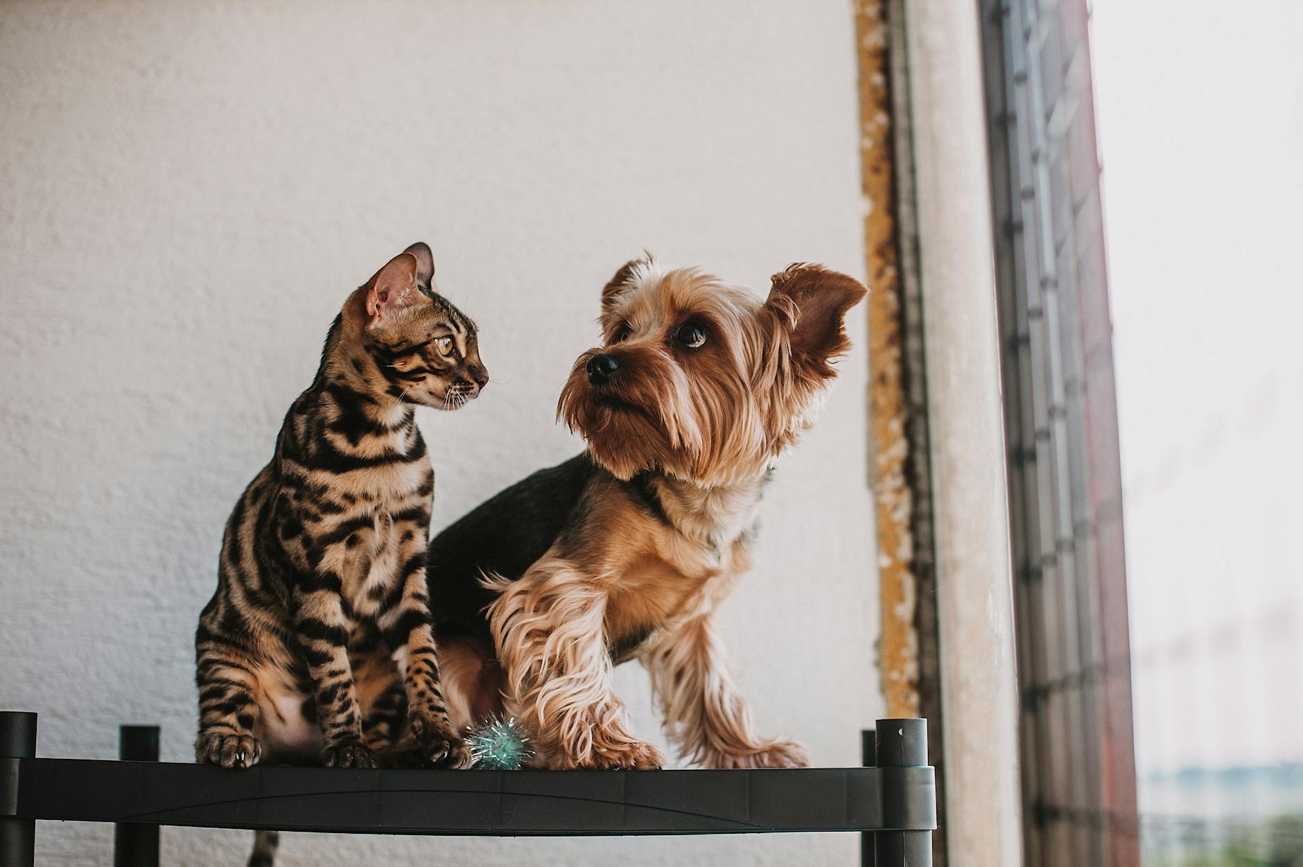 What Happens If Your Cat Eats Dog Food Once