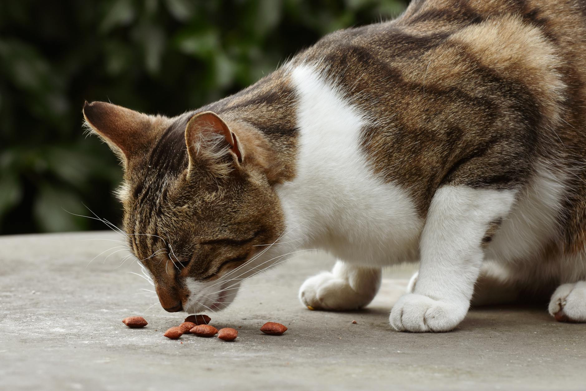 What Happens When a Cat Accidentally Eats Candy?