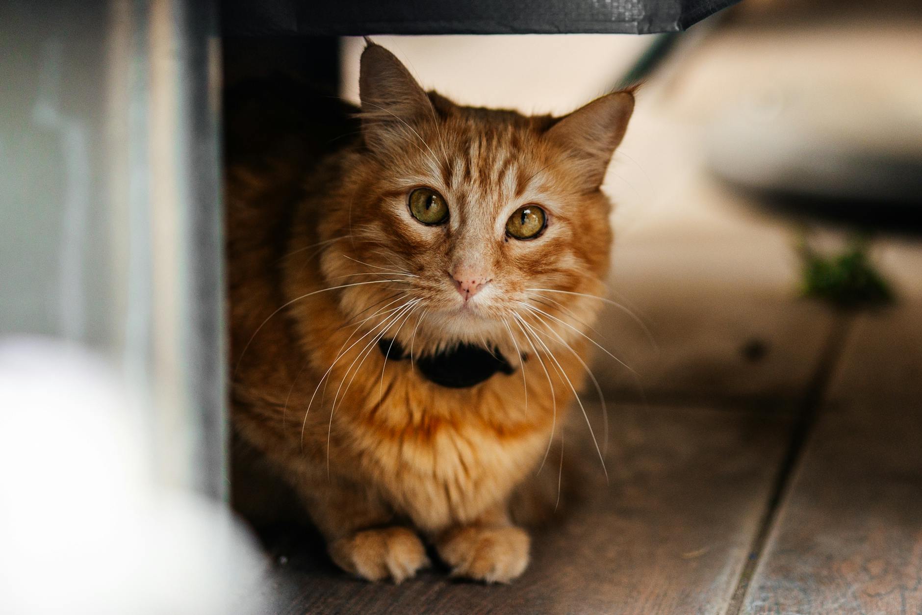 What Should You Do If Your Cat Refuses to Eat Anything But Tuna?