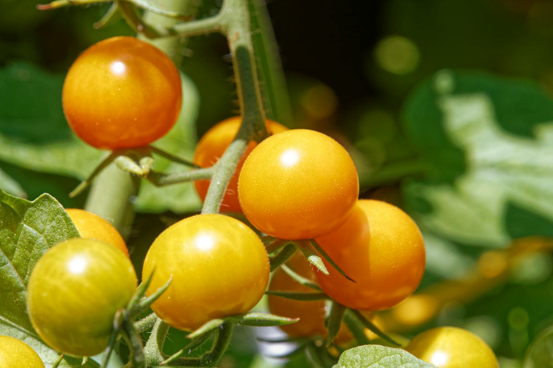 What to Do If Your Cat Eats Tomato Plant Material
