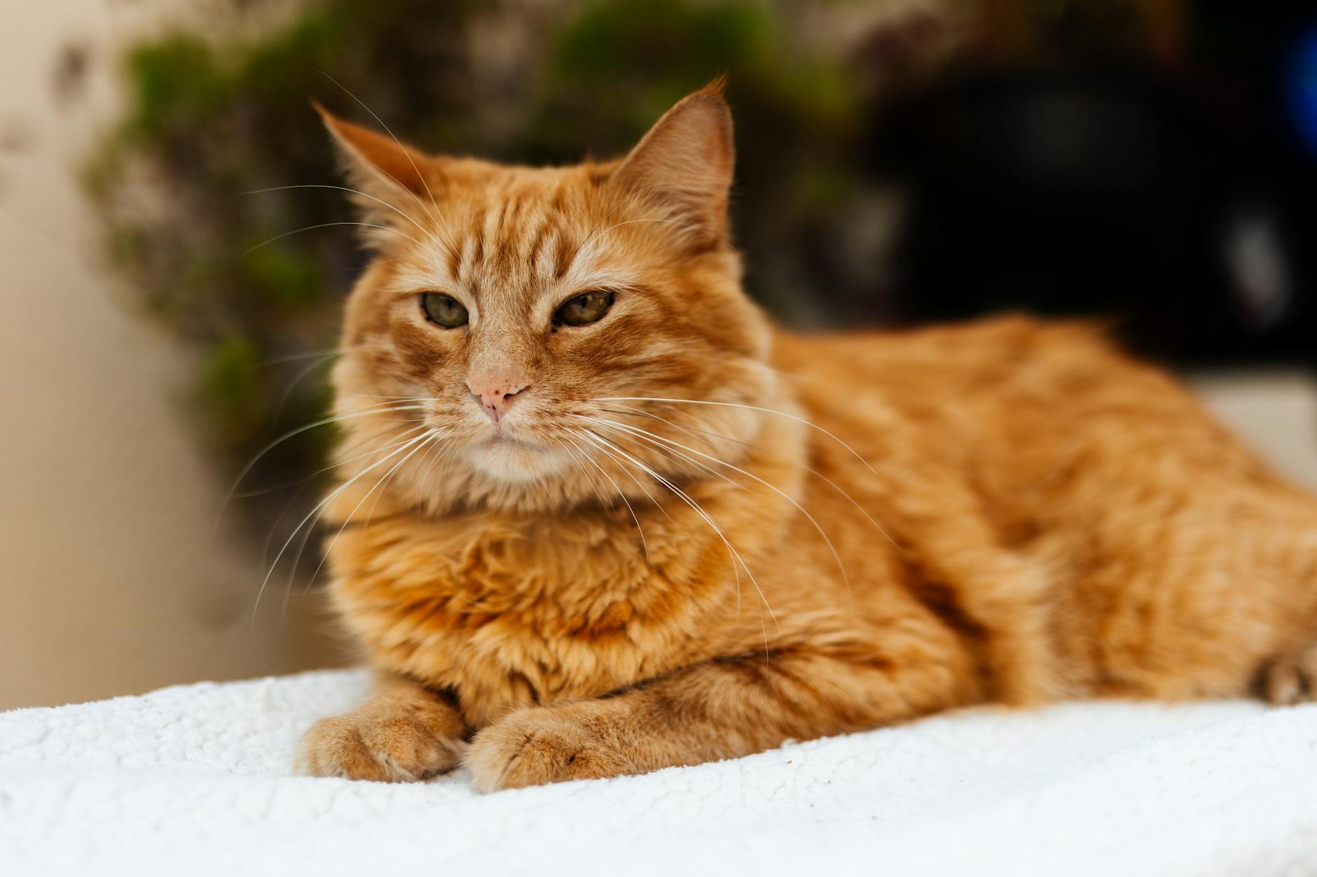 What to Do if Your Cat Has Been Eating Dog Food Regularly